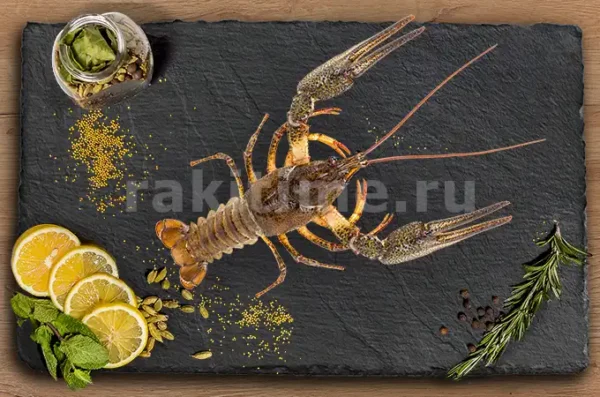 Живые Раки №4 отборные